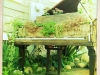 piano plants