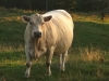kentucky cow