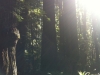 redwoods california